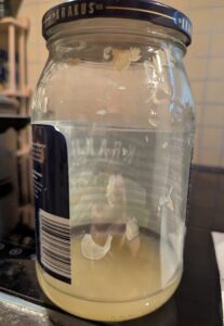 A sauerkraut jar with maybe 2cm of brine left in the bottom.